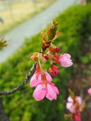 下向きに咲く河津桜