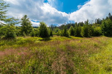 Tranquil landscape and blue sky with a few clouds at summer hot day. Beautiful green forest. 