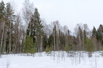 reserved winter forest