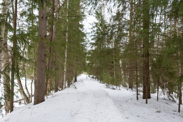 reserved winter forest
