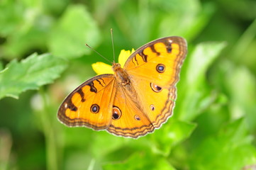 Butterfly on a green leaf