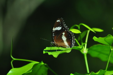 Obraz na płótnie Canvas Butterfly on a green leaf