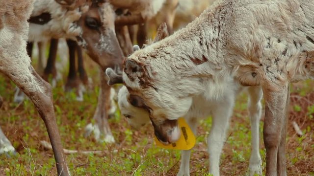 Hundreds of reindeer's are herded together in the large fold as their owners prepare to brand them which is also called earmarking.