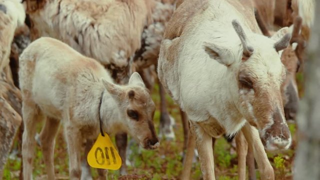 Hundreds of reindeer's are herded together in the large fold as their owners prepare to brand them which is also called earmarking.