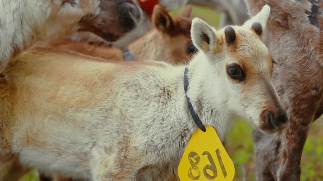 Hundreds of reindeer's are herded together in the large fold as their owners prepare to brand them which is also called earmarking.