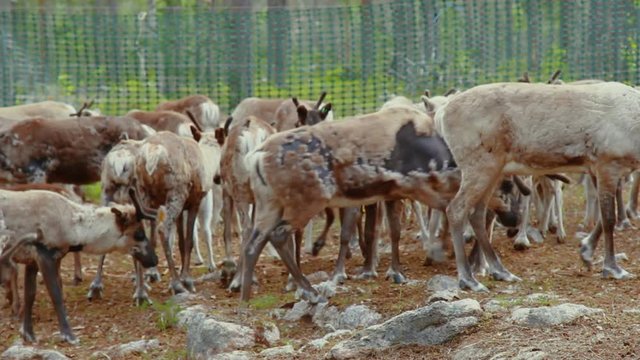 Hundreds of reindeer's are herded together in the large fold as their owners prepare to brand them which is also called earmarking.