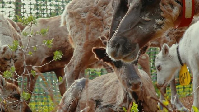 Hundreds of reindeer's are herded together in the large fold as their owners prepare to brand them which is also called earmarking.