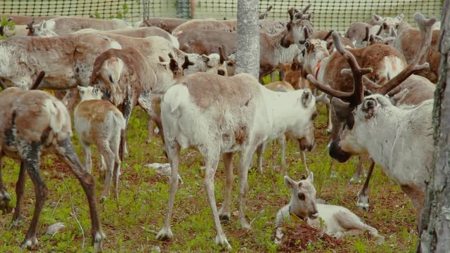 Hundreds of reindeer's are herded together in the large fold as their owners prepare to brand them which is also called earmarking.