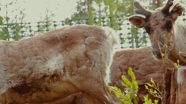 Hundreds of reindeer's are herded together in the large fold as their owners prepare to brand them which is also called earmarking.