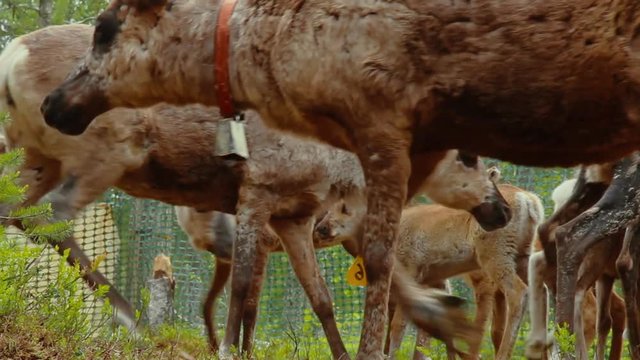 Hundreds of reindeer's are herded together in the large fold as their owners prepare to brand them which is also called earmarking.