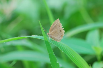 Butterfly on a green leaf
