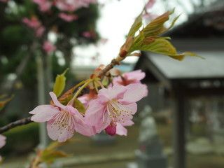 神社に咲く河津桜