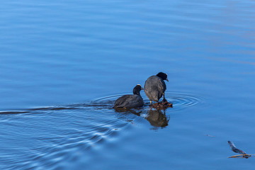 Eurasian Coot