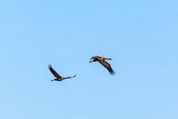 Obraz premium Two cranes flying