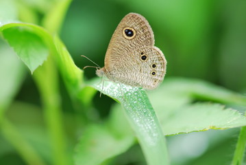 Butterfly on a green leaf