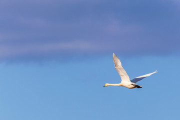 Whooper swan