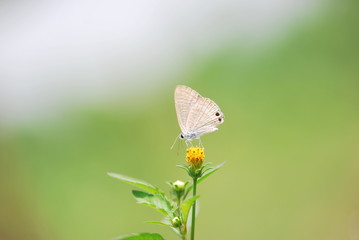 Butterfly on grass flower in the garden