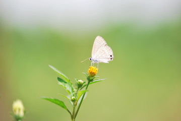 Butterfly on grass flower in the garden
