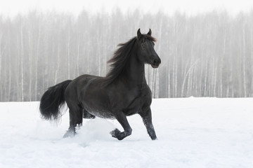 Black friesian horse with the mane flutters on wind running on the snow-covered field in the winter