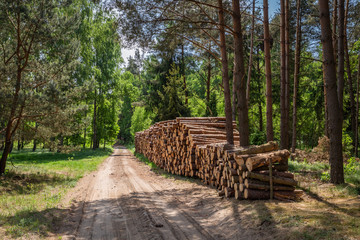 Large amount of cut wood after the storm in Poland