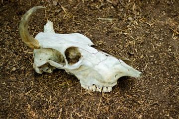 Cow horn or Cow skull,as jewelry people often popular home decoration for beauty, horn bones brown at bend but one side deduct place put on the ground gravel in the garden.