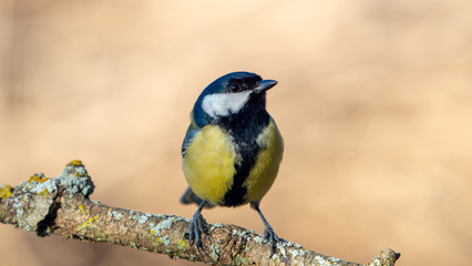 Detail view of a bird of the Great Tit, Parus Major