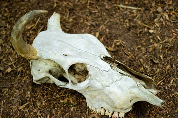 Cow horn or Cow skull,as jewelry people often popular home decoration for beauty, horn bones brown at bend but one side deduct place put on the ground gravel in the garden.