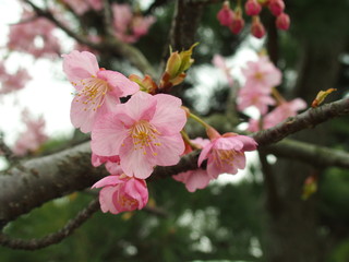 下向きに咲く河津桜