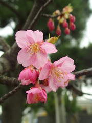 下向きに咲く河津桜