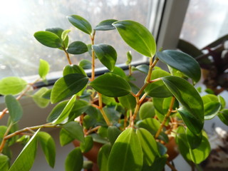 branch of tree with green leaves in background