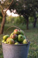Organic apples in a metal bucket