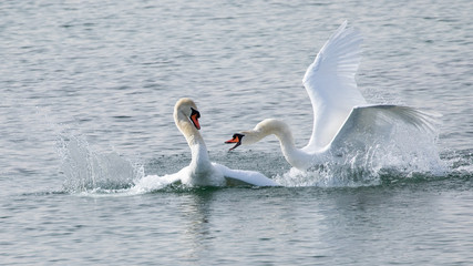 Paarung von Schwänen