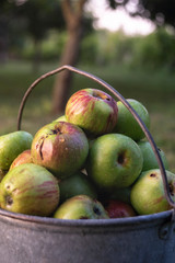 Organic apples in a metal bucket