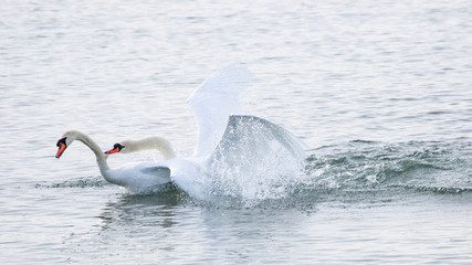 Obraz premium Paarung von Schwänen