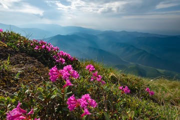 Alpine meadows with blooming rhododendrons and mountains on the background. Spring summer is the period of flowering of bright beautiful red and pink alpine flowers rhododendron in Carpathians.