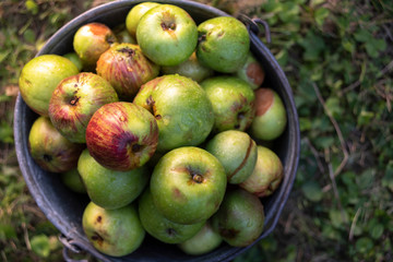 Organic apples in a metal bucket from above