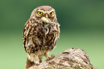 The little owl (Athene noctua) with prey, frog in its beak. An owl with prey on a dry branch.