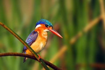 Malachite kingfisher (Corythornis cristatus) sitting on a reed with green background by the river...