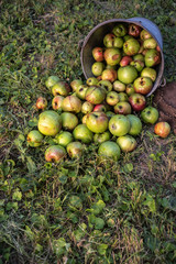 Organic apples in a metal bucket