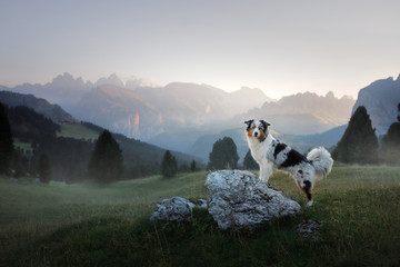 A dog in the mountains is standing on a rock and looking at nature. Travel with a pet. Happy Australian Shepherd. Healthy lifestyle, adventure