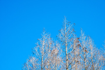 早春3月のカラマツ林