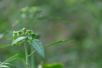 Euphorbia heterophylla grass flower in nature garden