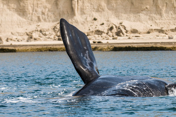 Whale pectoral fin, Peninsula Valdes,, Patagonia, Argentina