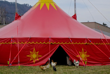 HAHN, HÜHNER UND ZIRKUSZELT