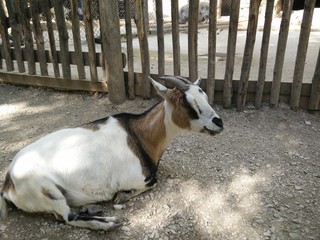 Ziege