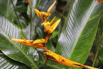 Colorful macro shots of flowers on the Seychelles island