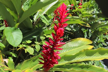 Colorful macro shots of flowers on the Seychelles island