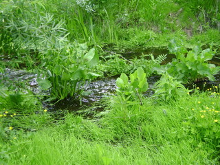 Creek among grass