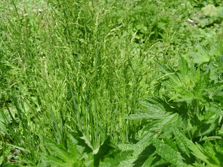 Green grass in summer field