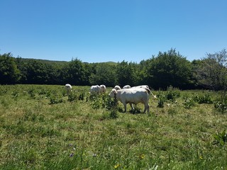 france summer tour ardeche camargue provence